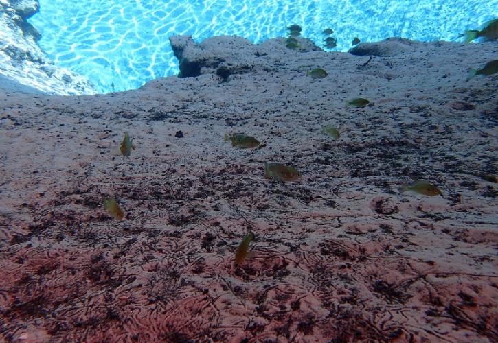 a rock shelf underneath the blue water with fish swimming